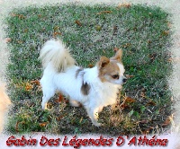 Étalon Chihuahua - Gabin des légendes d'Athena