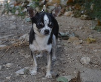 Étalon Chihuahua - Firmin (Sans Affixe)