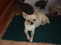 Étalon Chihuahua - Feeby du bois Maudets