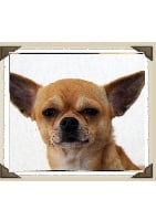Étalon Chihuahua - Elegante bimbo (Sans Affixe)