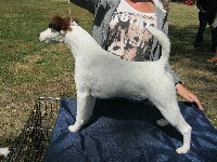 Étalon Fox Terrier Poil lisse - Guiness Du breil des elfes