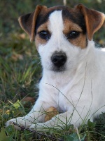 Étalon Jack Russell Terrier - Harmony de la pinkinerie
