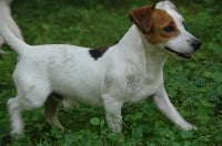 Étalon Jack Russell Terrier - Dgentleman de la pinkinerie