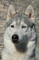 Étalon Siberian Husky - Elona des Esprits du Loup
