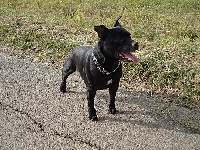 Étalon Staffordshire Bull Terrier - Versace des gardiens de lady camille