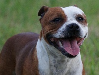 Étalon Staffordshire Bull Terrier - Fame of famous alliance Of Unexpected Dream