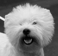 Étalon West Highland White Terrier - CH. Westibery's French cancan