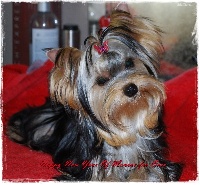 Étalon Yorkshire Terrier - Happy new year of Monroe For Ever