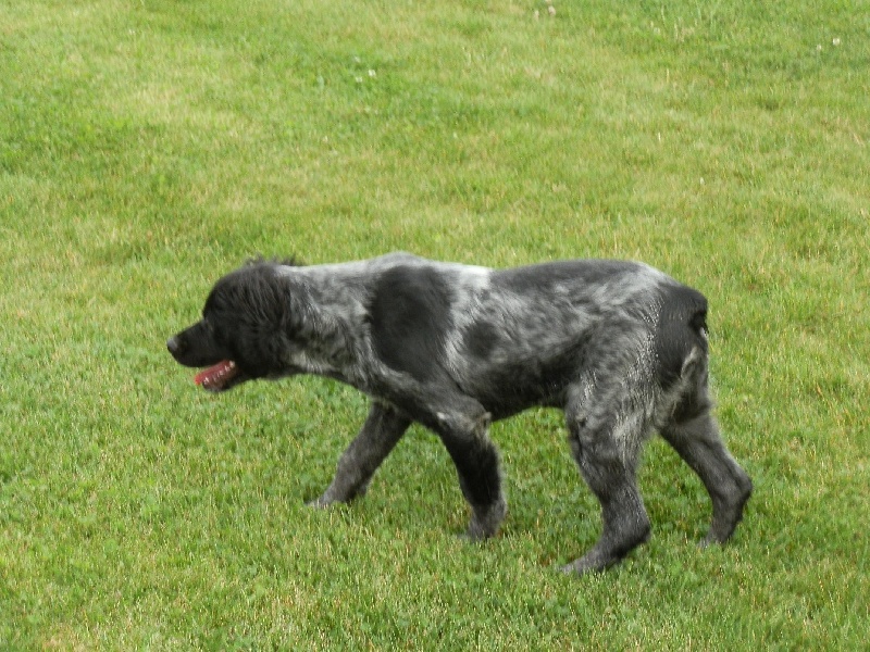 Les Epagneul Breton de l'affixe   De La Source Du Colombier