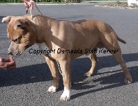 Étalon American Staffordshire Terrier - Edwine de la griffe du diamant bleu