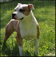 Étalon American Staffordshire Terrier - First lady du Domaine de Kheops