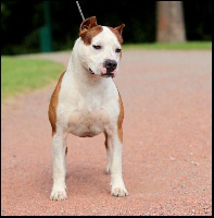 Étalon American Staffordshire Terrier - CH. Elegant colors des Archanges du Gardon