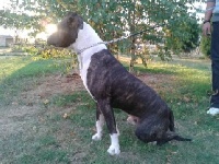 Étalon American Staffordshire Terrier - Electric blood line dit iron of Atomic Dog