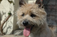 Étalon Cairn Terrier - Easy full to live du Harpouy D'Auzan
