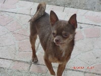 Étalon Chihuahua - Carter guardado's
