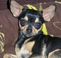 Étalon Chihuahua - Gwenn (Sans Affixe)