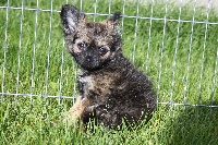 Étalon Chihuahua - Heure exquise dite hello kitty Du Domaine De Mrs. Grey