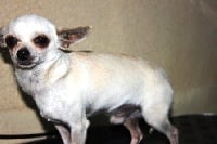 Étalon Chihuahua - Diamant d'une raison d'aimer