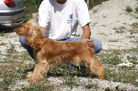 Étalon Cocker Spaniel Anglais - Gina du Moulin de la Terrasse