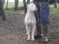 Étalon Dogo Argentino - cazador criollo Chaquena