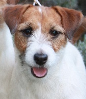 Étalon Jack Russell Terrier - steve's eden Gloss glam