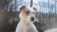 Étalon Jack Russell Terrier - Elle-va-bien vom Gebrannten Walde