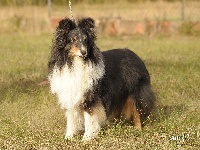 Étalon Shetland Sheepdog - CH. Tootsie brune du Trésor d'Ysatis