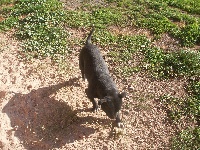 Étalon Staffordshire Bull Terrier - Feroe (Sans Affixe)