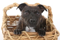Étalon Staffordshire Bull Terrier - Doc little rocket'tit (Sans Affixe)