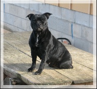 Étalon Staffordshire Bull Terrier - Deep black pearl De la vauxoise