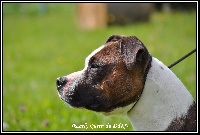 Étalon American Staffordshire Terrier - Early queen du Domaine de Kheops