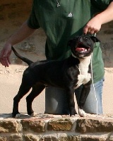 Étalon American Staffordshire Terrier - Scott's  Oscar the grouch
