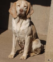 Étalon Beagle - Vitaline (Sans Affixe)