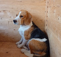 Étalon Beagle - Friskelle de kiboun
