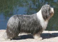 Étalon Bearded Collie - CH. Victory wind's Earth, wind and fire