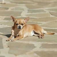 Étalon Chihuahua - Gina des bois de la bro