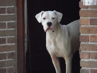 Étalon Dogo Argentino - Gini du Royaume de Diane