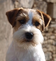Étalon Jack Russell Terrier - knøttelitens Made in norway