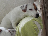 Étalon Jack Russell Terrier - Goelette De L'isle Au Reflet D'or