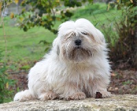 Étalon Lhassa Apso - Dakota de dame nature