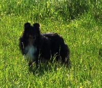 Étalon Shetland Sheepdog - Farah (Sans Affixe)