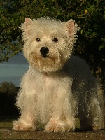 Étalon West Highland White Terrier - Gemma du fief Saint Theau