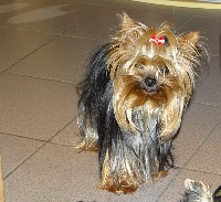 Étalon Yorkshire Terrier - E a g valentino Du roc skeyel