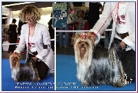 Étalon Yorkshire Terrier - CH. Fabiola du Gué de l'Adour