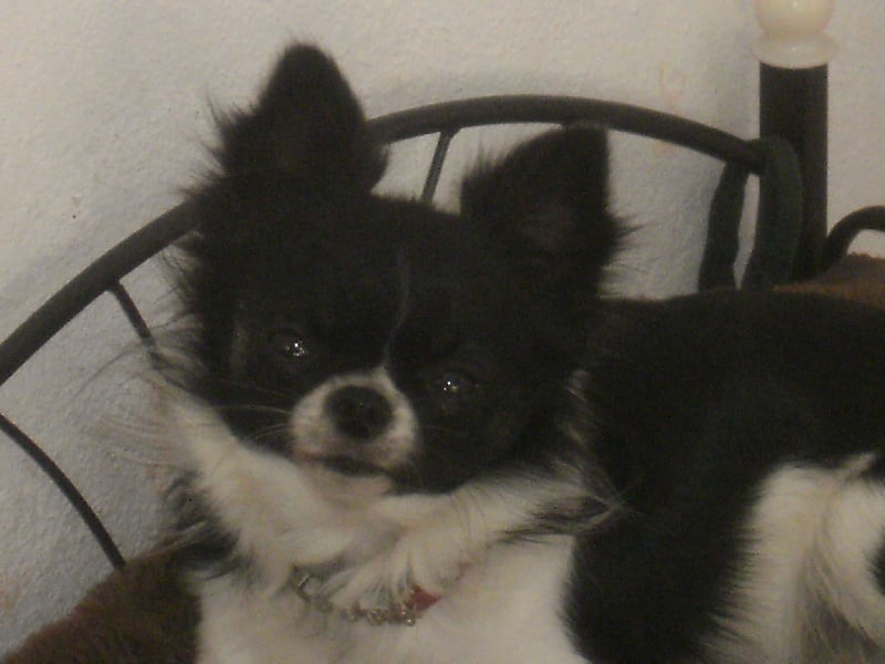G'junior d'Acca Larentia