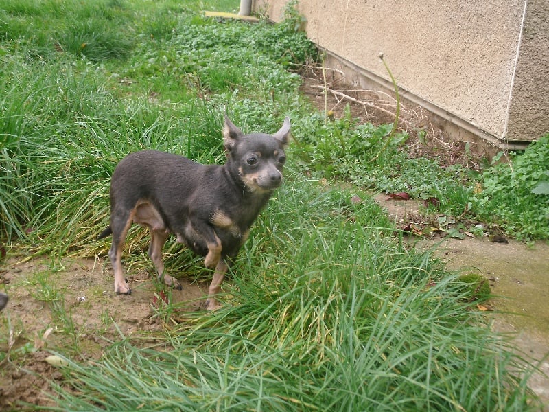 Les Russkiy Toy (Petit Chien Russe) de l'affixe   Pascale Trompas