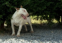 Étalon Bull Terrier - Guardian's angel des guerriers divins du tarn