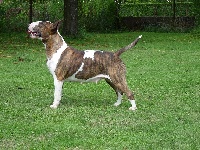 Étalon Bull Terrier - shades of blues Exquise so friend