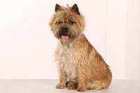 Étalon Cairn Terrier - CH. Doggy De la terrardiere