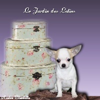 Étalon Chihuahua - Hespoir du Jardin des Lutins